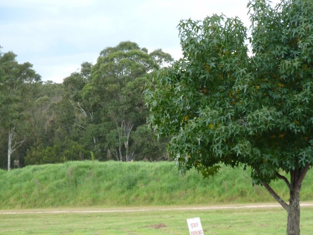 Site of burials at Nurragingy Colebee land grant